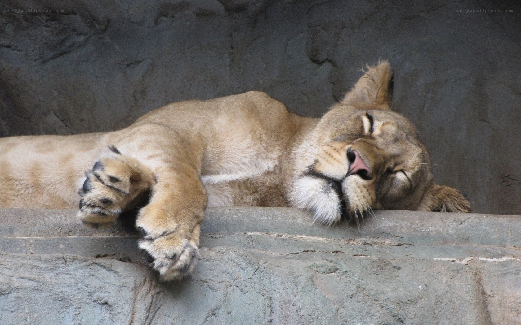 Lioness sleeping on rock
