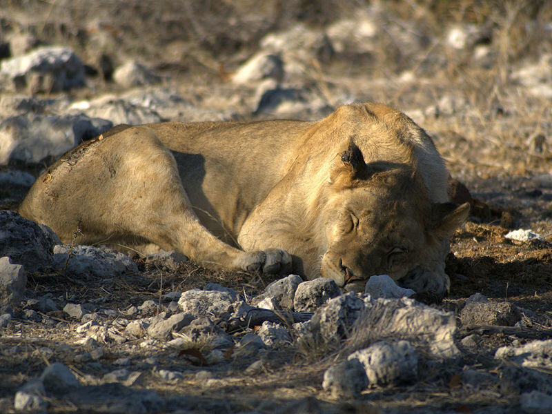 Lioness Sleeping on Rocks