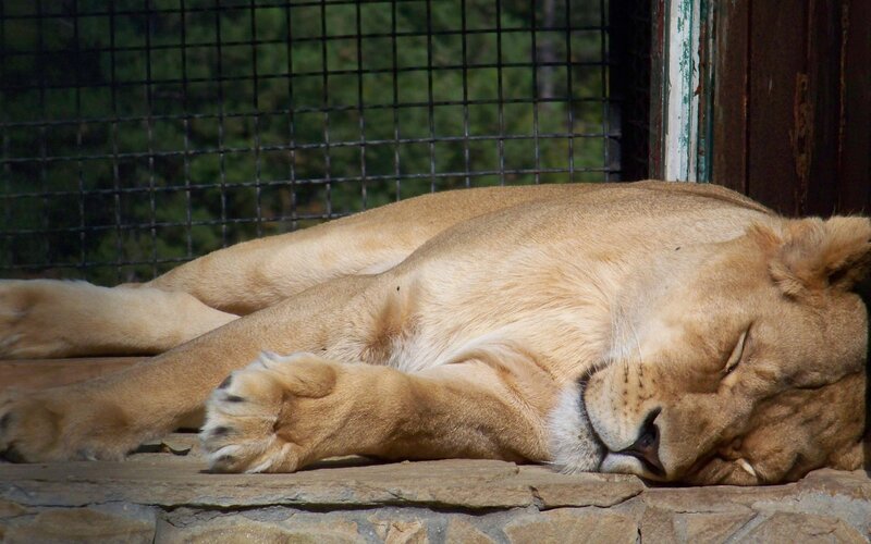 Lioness sleeping on stone