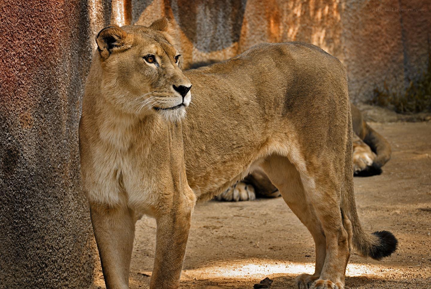 Lioness standing in enclosure