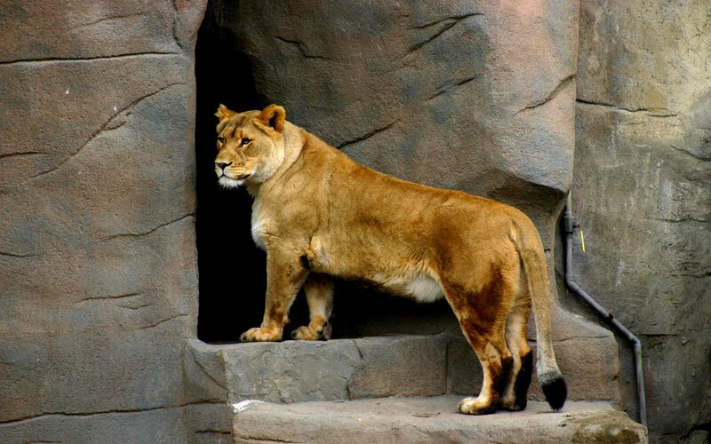 Lioness Standing in Enclosure — Brown