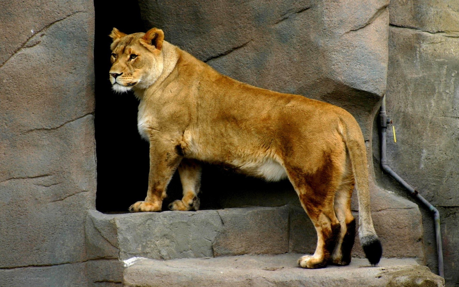 Lioness standing in enclosure