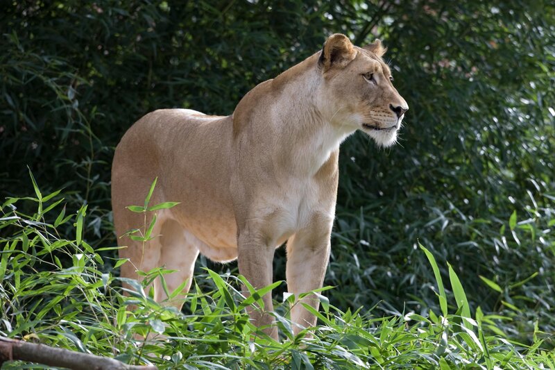 Lioness Standing in Foliage