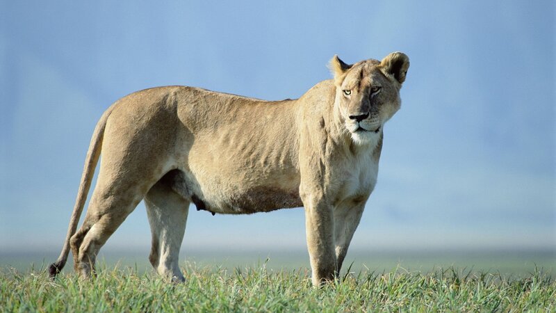 Lioness Standing in Grass — Brown, Calm