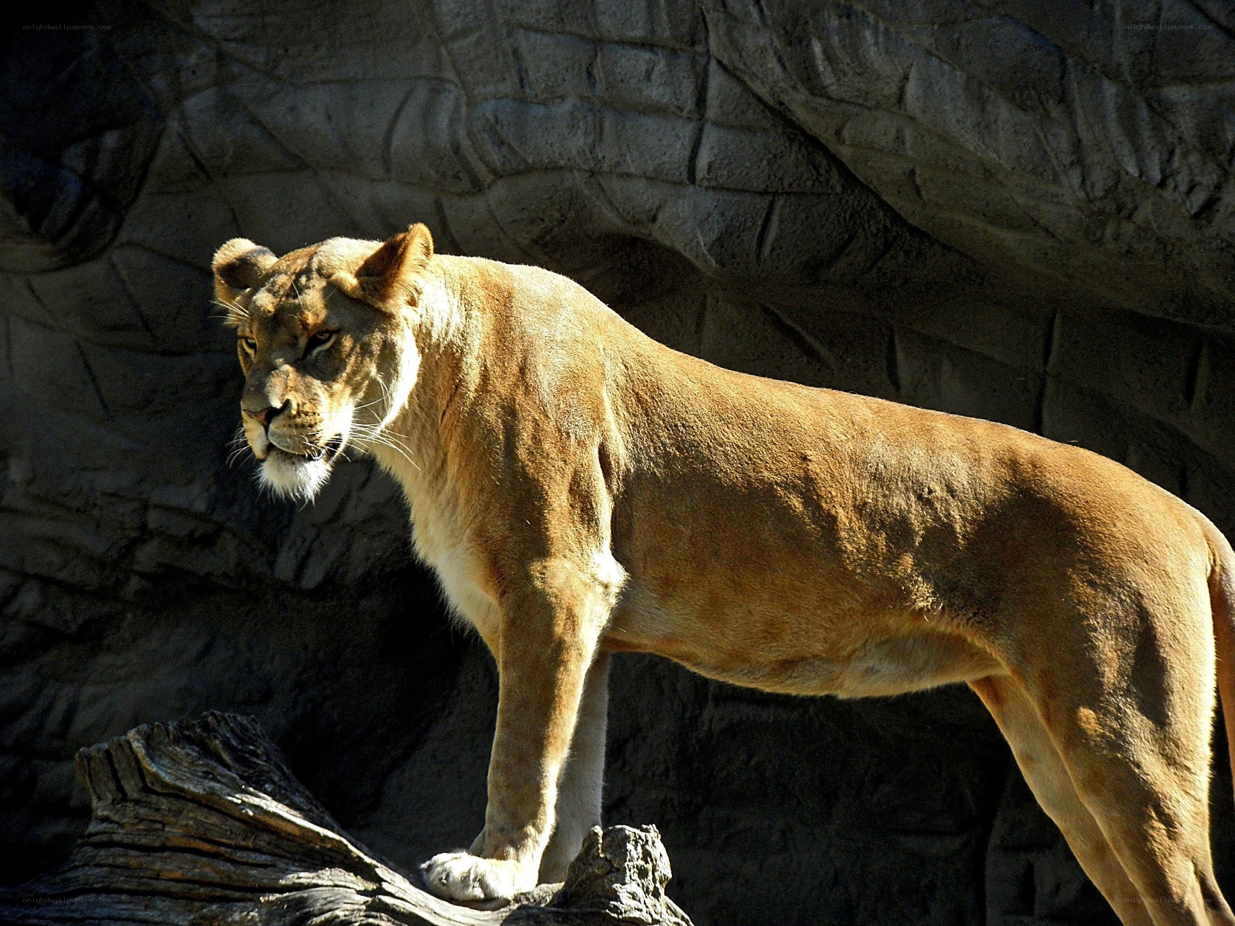 Lioness standing on a log