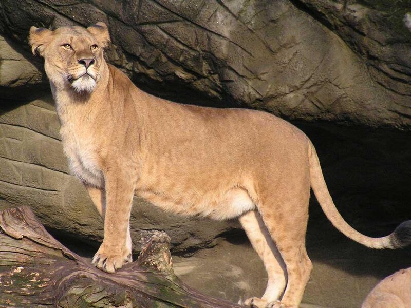 Lioness Standing on Log