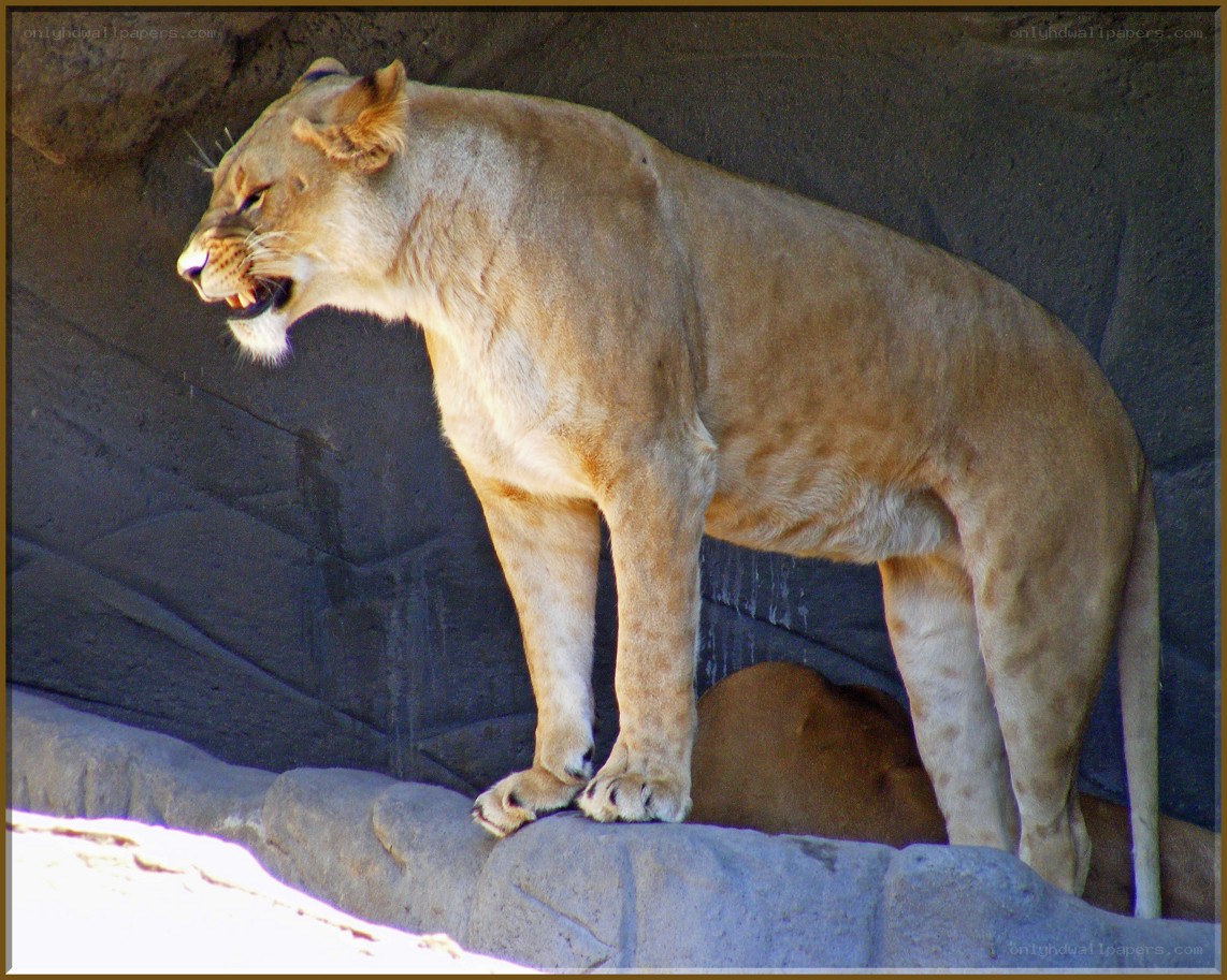 Lioness standing on rock