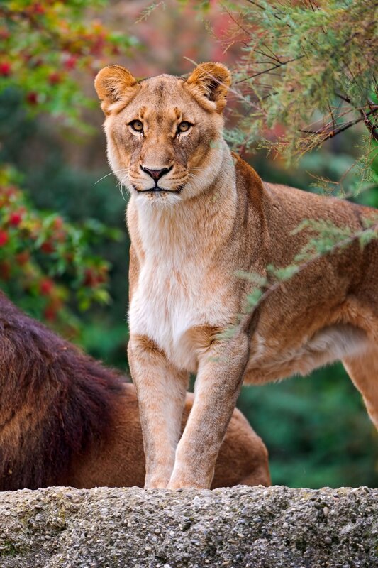 Lioness Standing