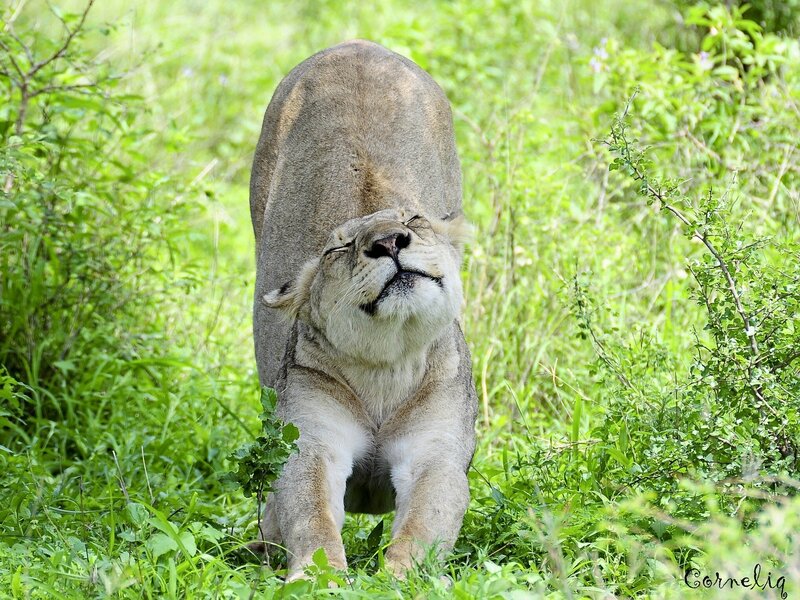 Lioness Stretching in Grass — Green