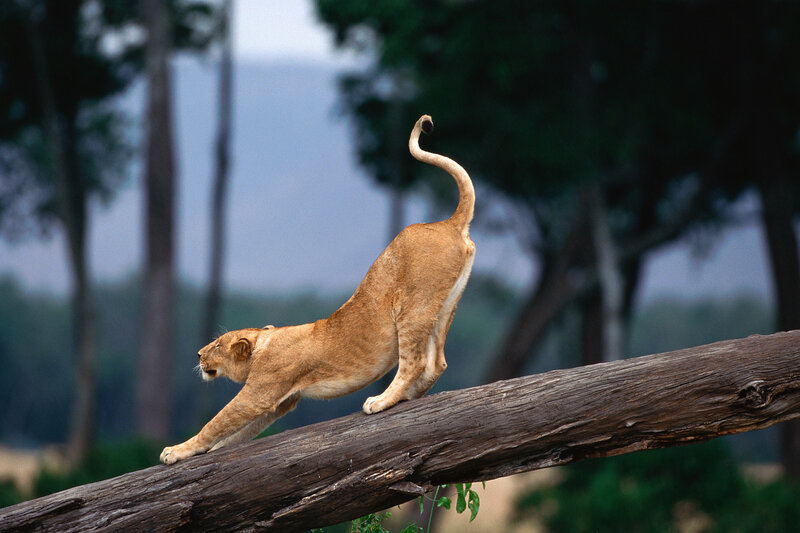 Lioness stretching on a log