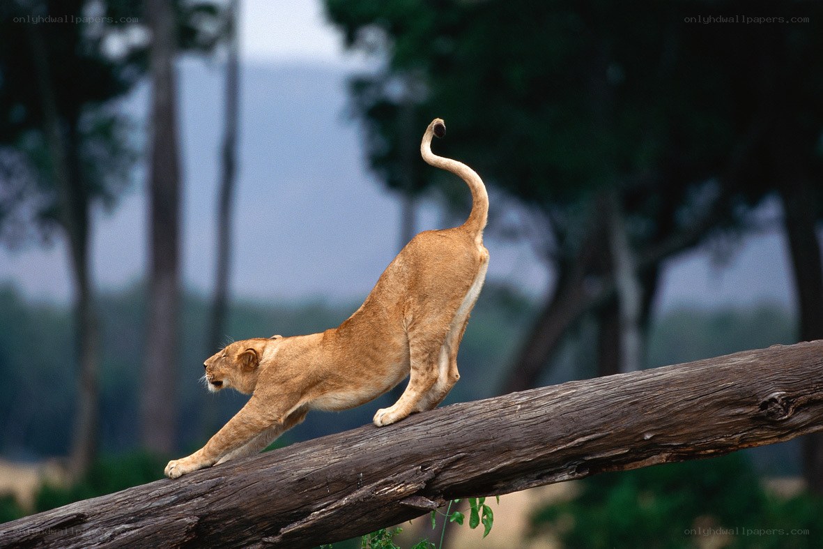Lioness stretching on a log
