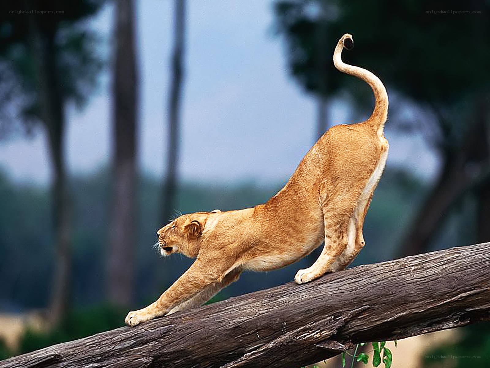 Lioness stretching on a log