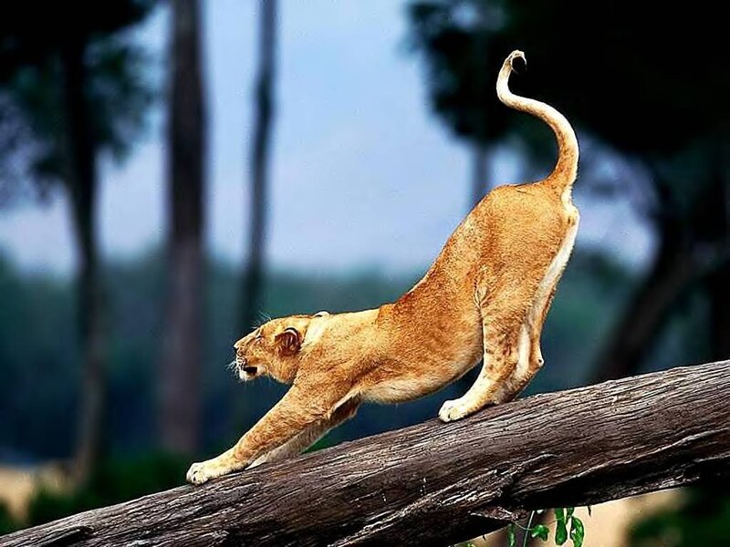 Lioness Stretching on Log — Brown, Natural