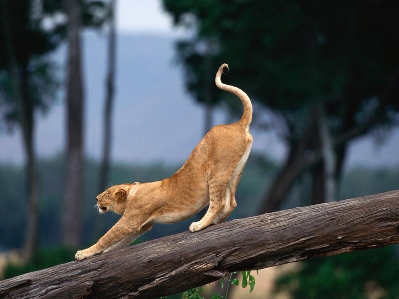 Lioness Stretching on Log — Brown