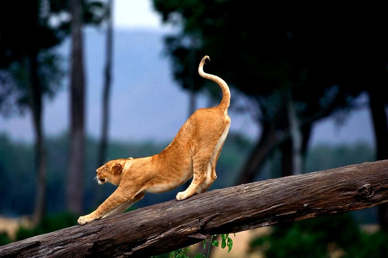 Lioness Stretching on Log