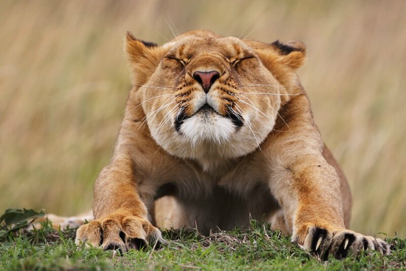 Lioness Stretching