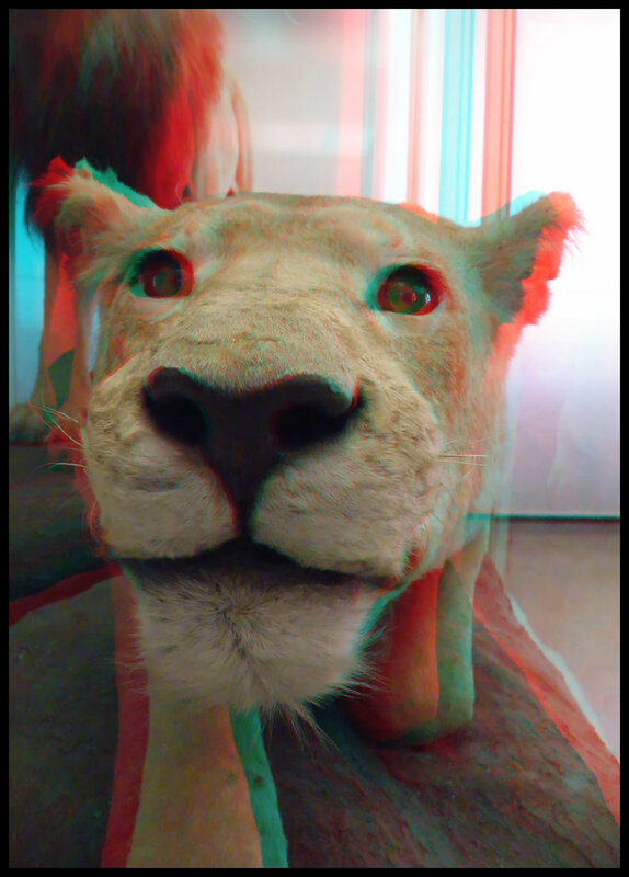 lioness taxidermy close-up