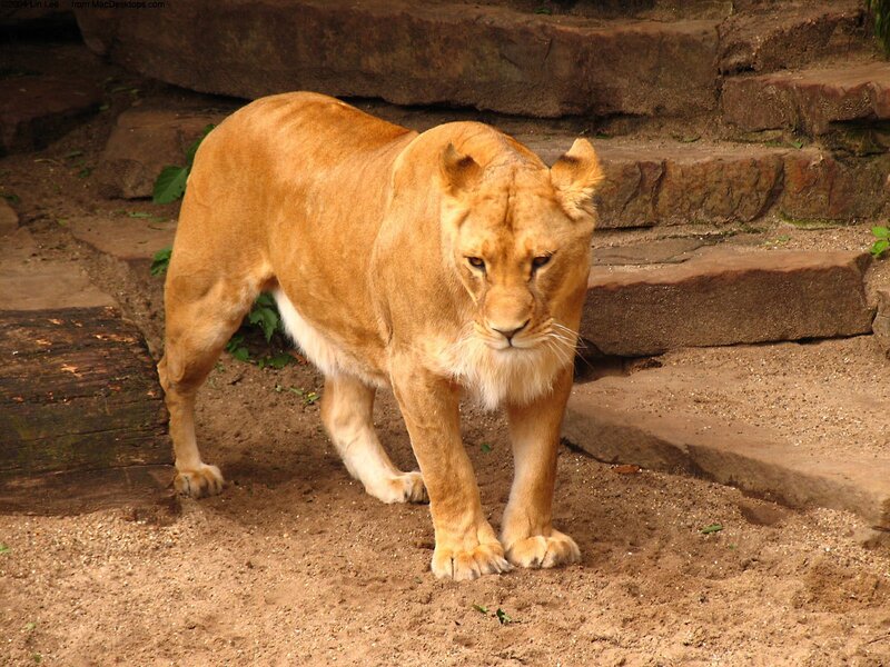 Lioness Walking — Brown, Alert