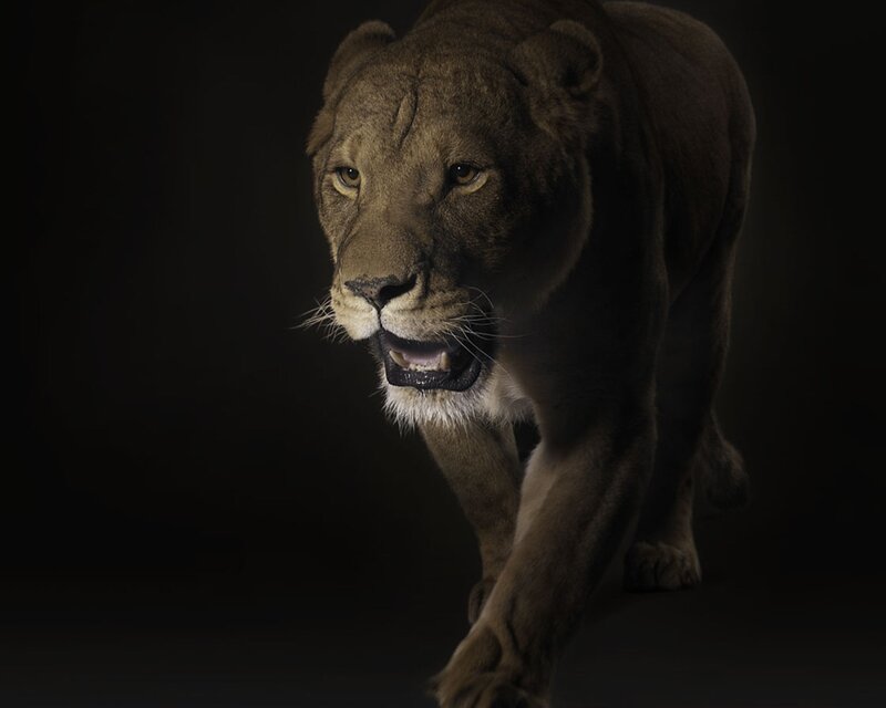 Lioness Walking Forward — Brown, Dramatic, Photograph