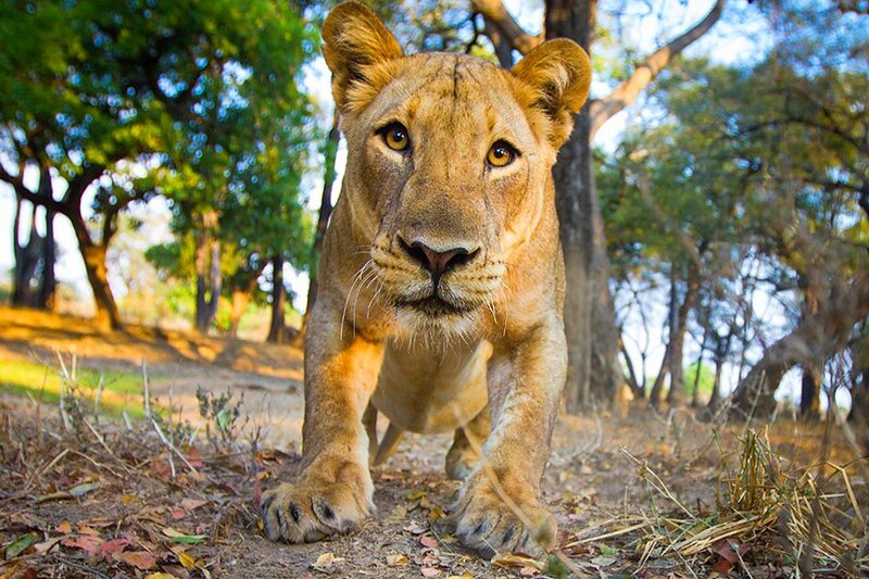 Lioness Walking Forward — Brown