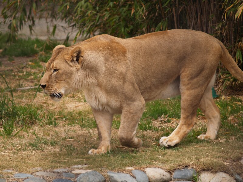 lioness walking in enclosure