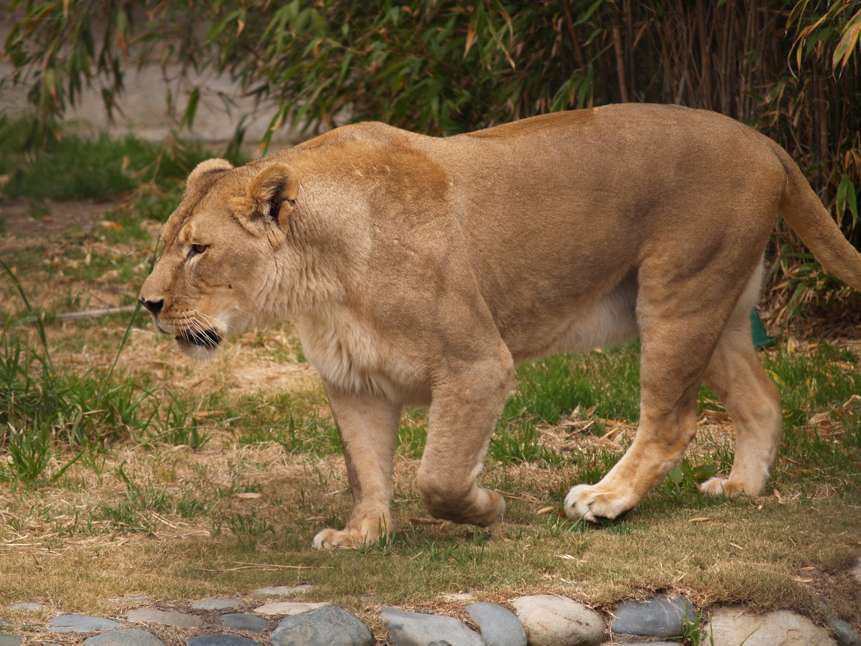 lioness walking in enclosure
