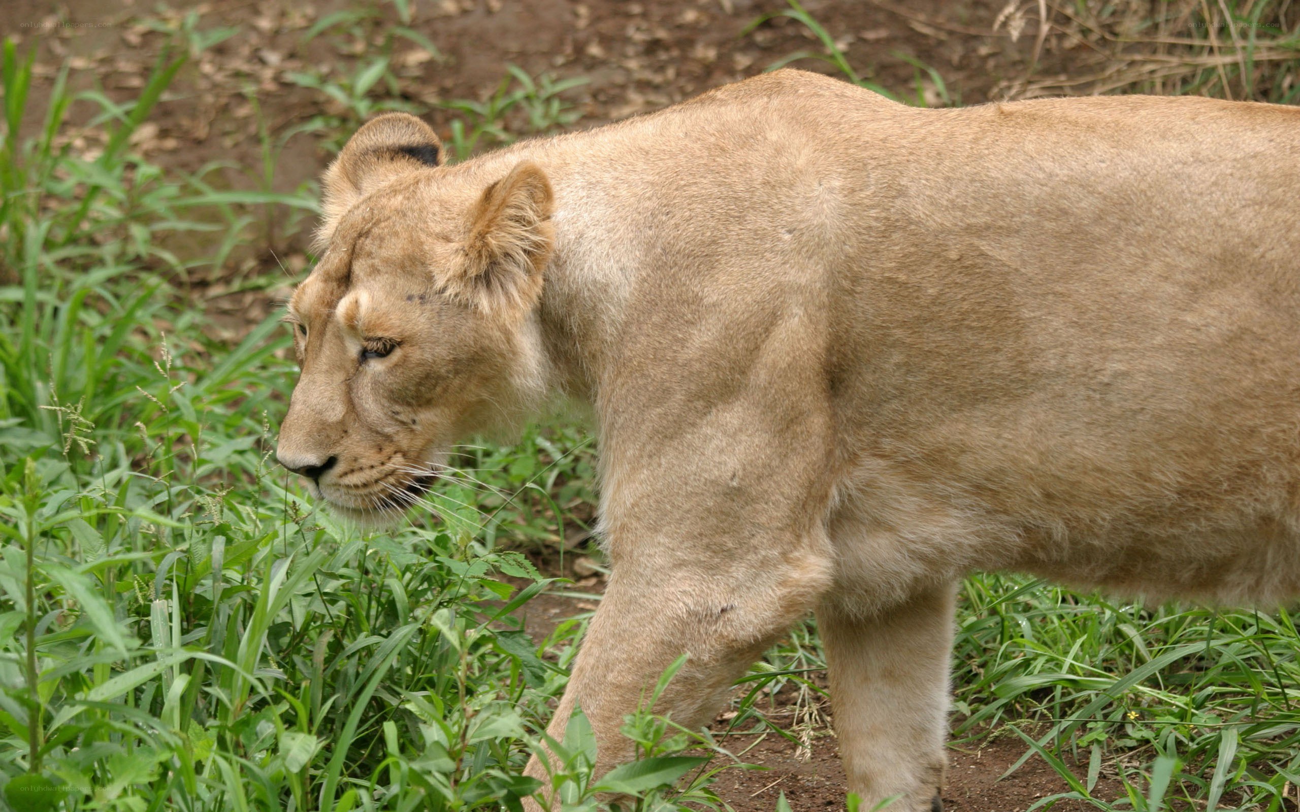 Lioness walking in grass