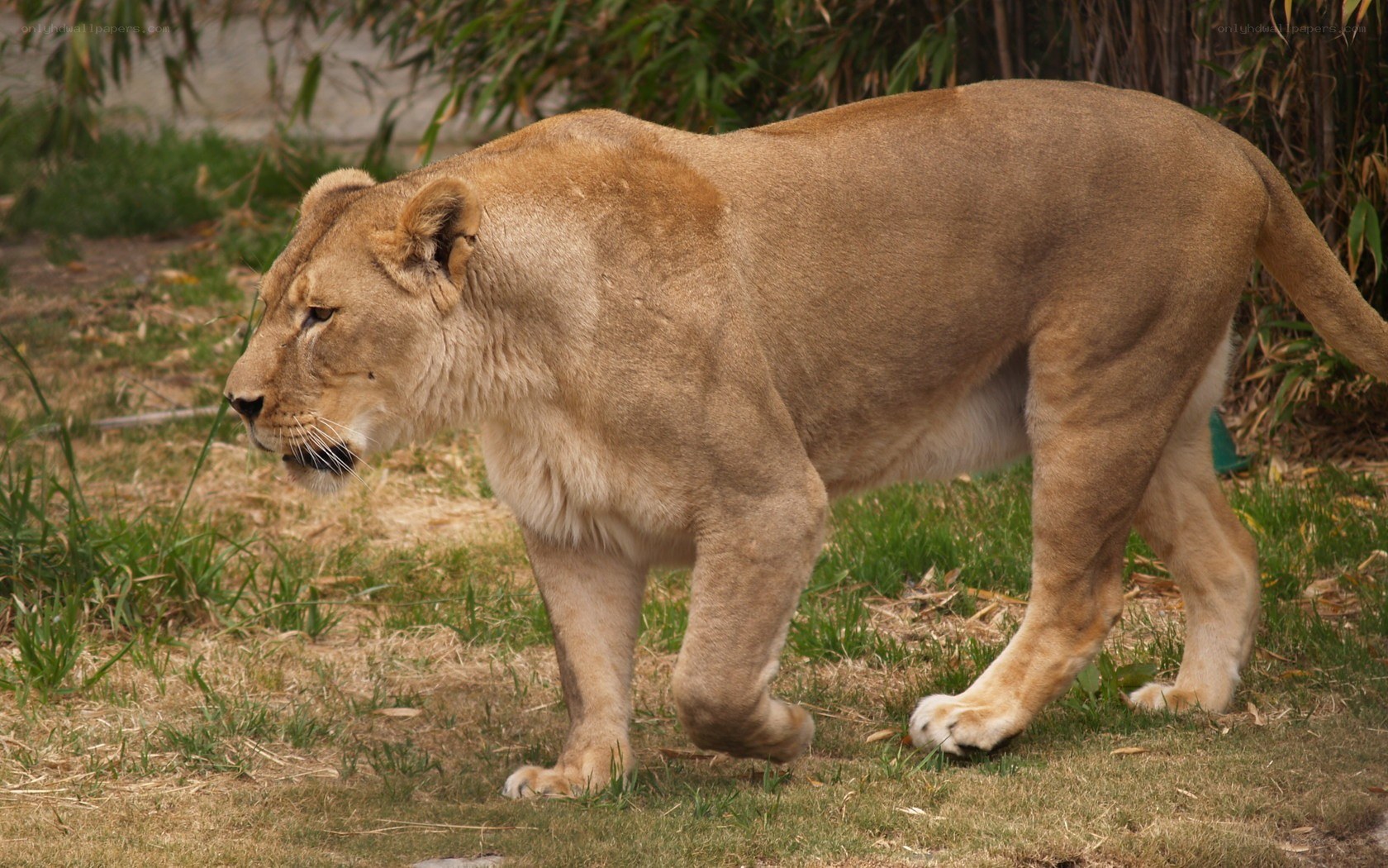 Lioness walking in grass