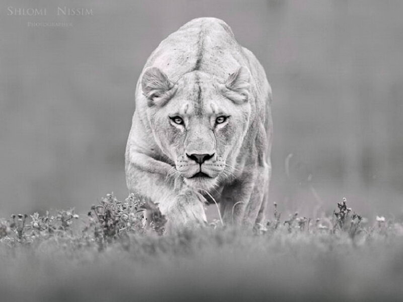 Lioness Walking in Grass — Black