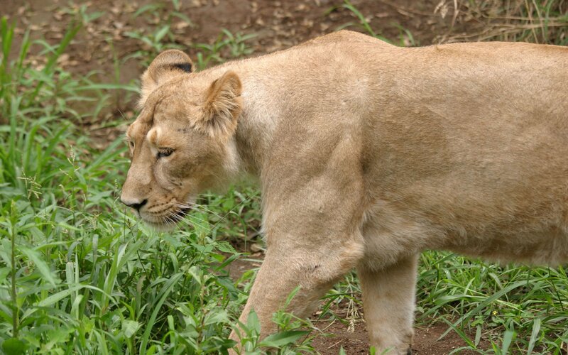 Lioness Walking in Grass — Brown, Calm