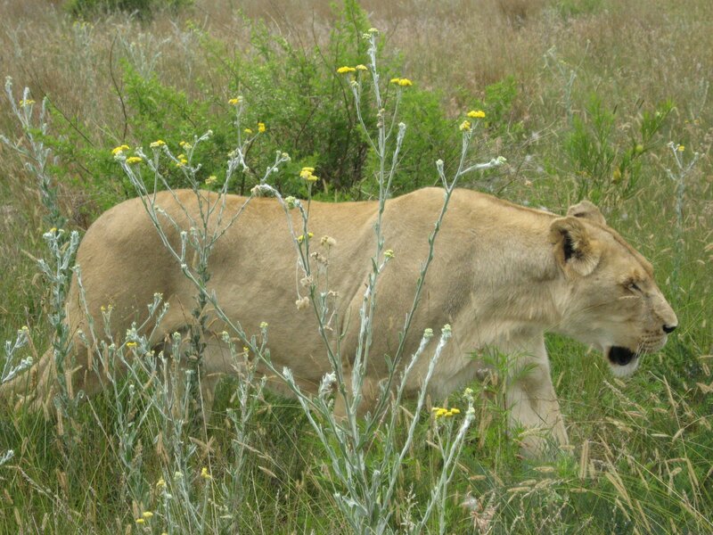 Lioness Walking in Grass — Brown