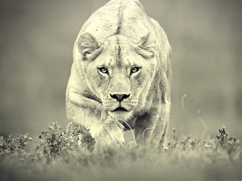 Lioness Walking in Grass — Gray, Intense, Photograph, Plants