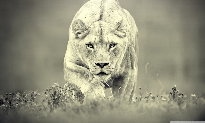 Lioness Walking in Grass — Gray, Intense, Photograph