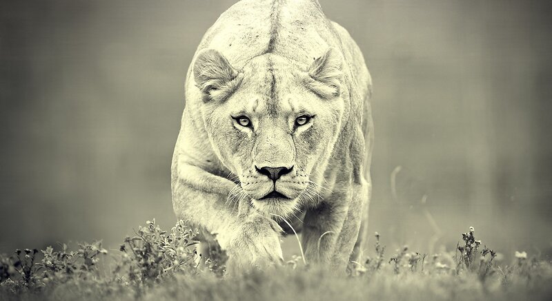 Lioness Walking in Grass — Gray