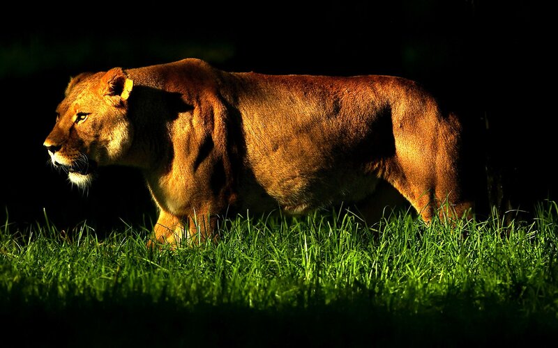 Lioness Walking in Grass — Green, Dramatic, Sunset
