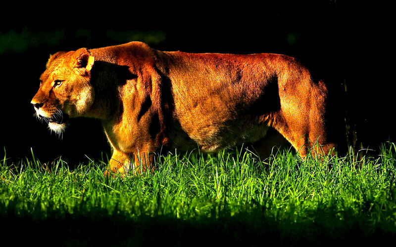 Lioness Walking in Grass — Green, Dramatic