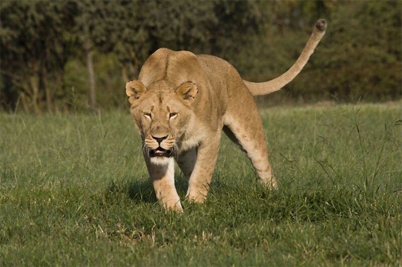Lioness Walking in Grass — Green