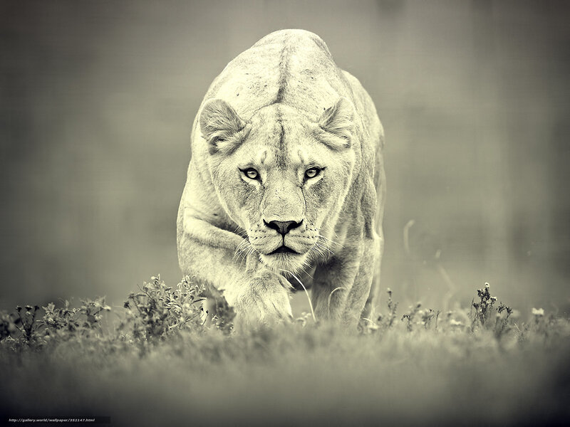 lioness walking in grass