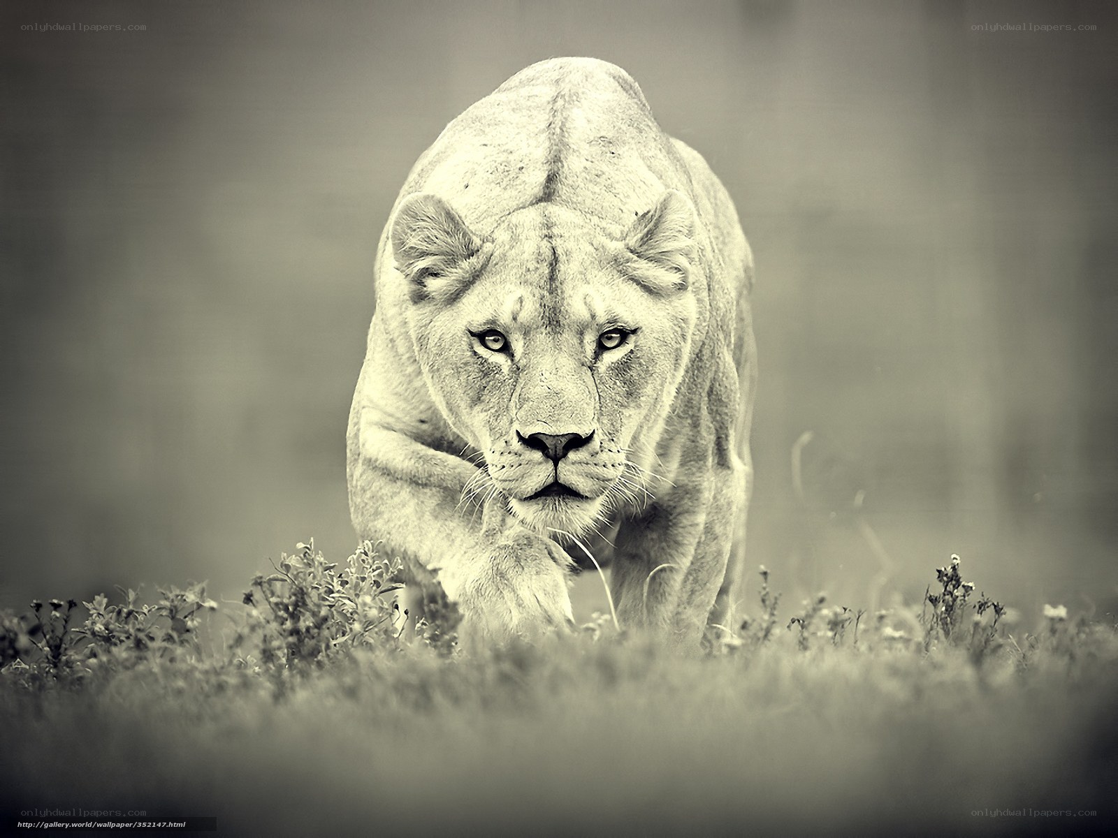 lioness walking in grass