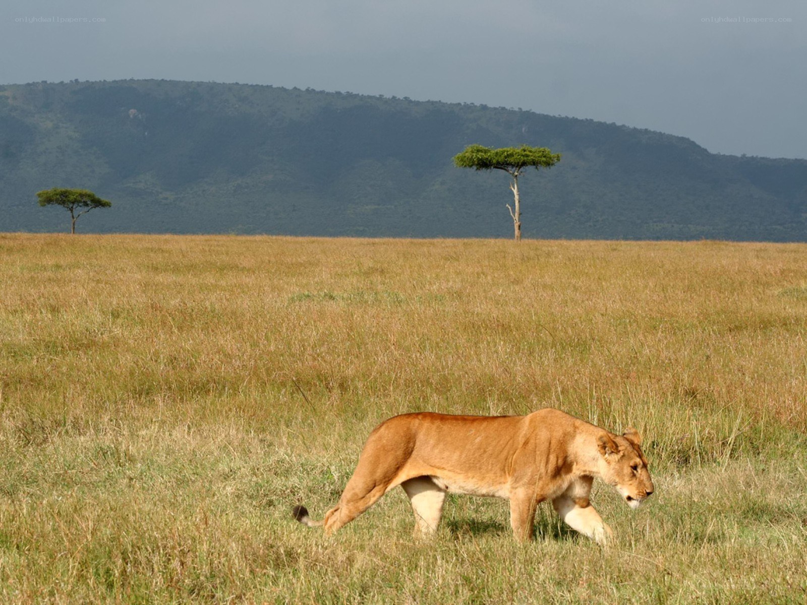 Lioness walking in savanna