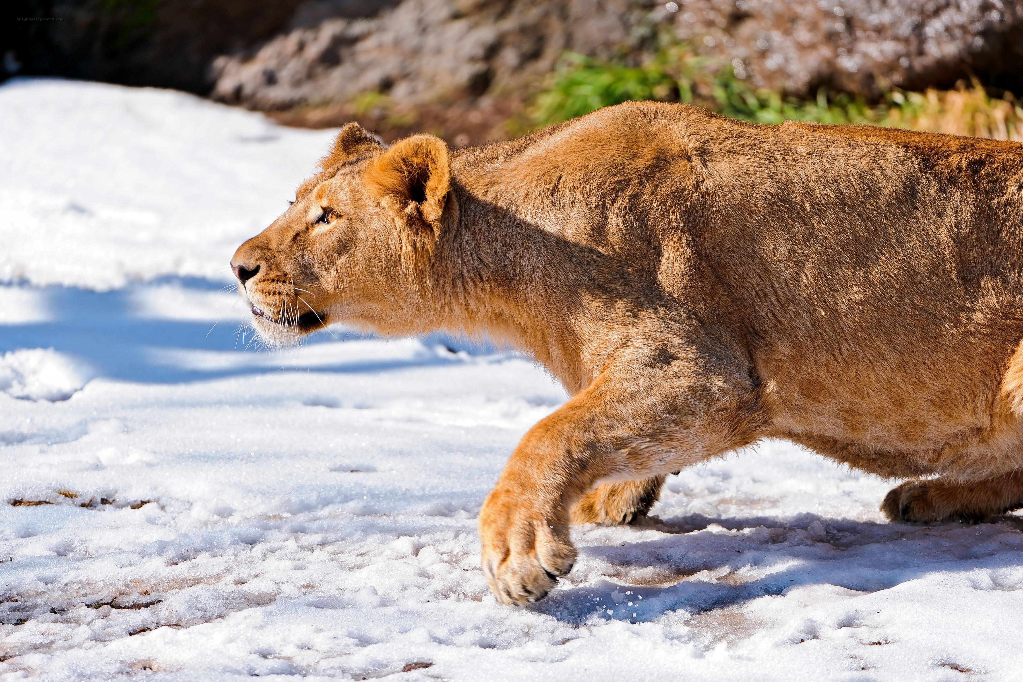 Lioness walking in snow
