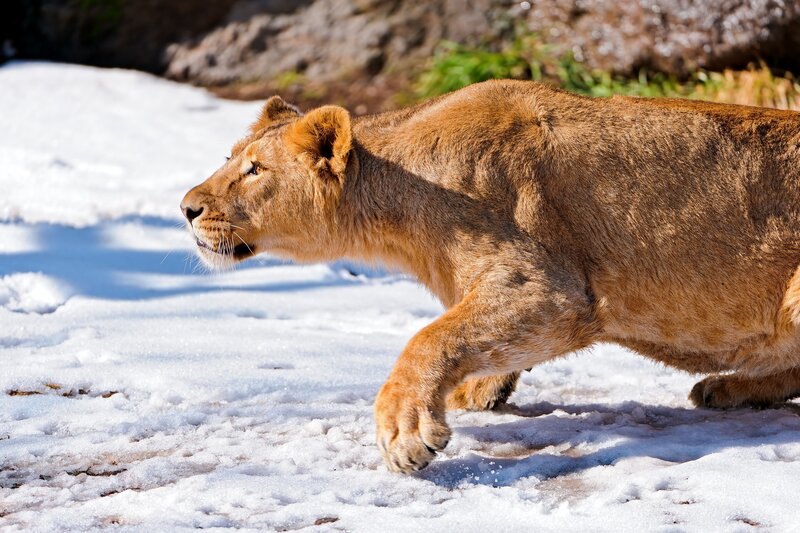 Lioness Walking in Snow — Brown