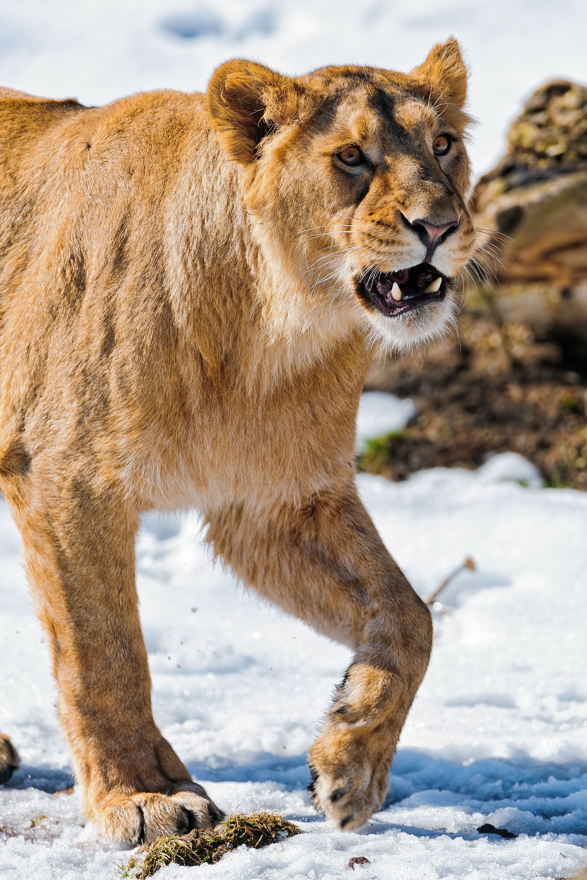 lioness walking in snow