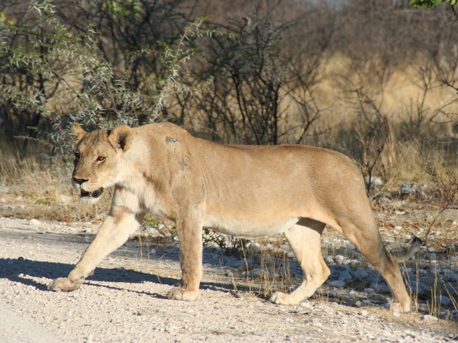 Lioness walking on a dirt path