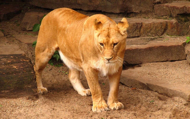 Lioness Walking on Dirt — Brown