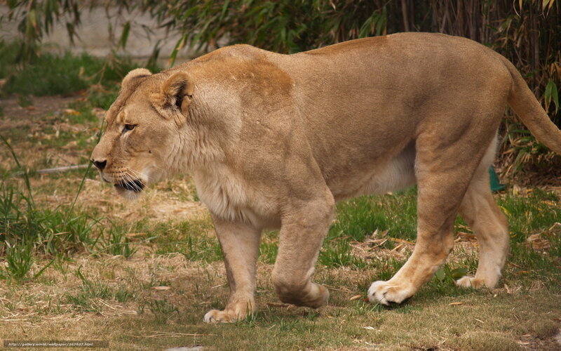 Lioness Walking on Grass