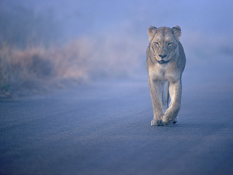 Lioness Walking on Road