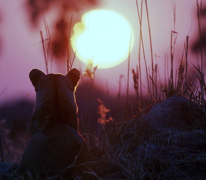 Lioness watching the sunset