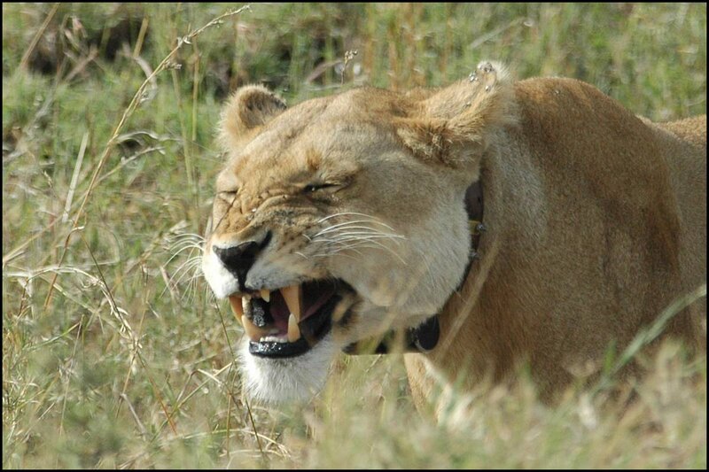 Lioness with Collar