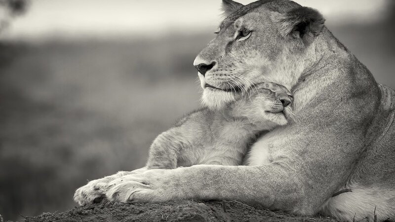 Lioness with Cub — Black, Calm, Photograph